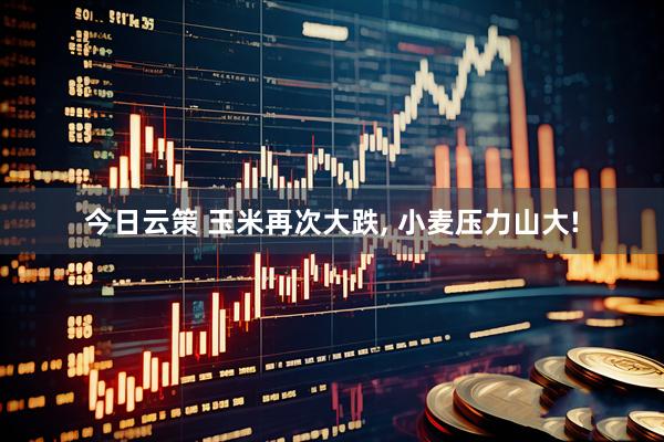 今日云策 玉米再次大跌, 小麦压力山大!
